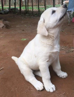 Kangal (similar to Anatolian Shepherd) puppies for sale