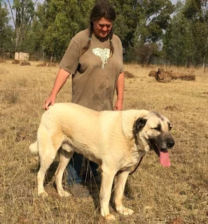 Kangal (similar to Anatolian Shepherd) puppies for sale