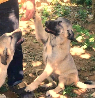 Kangal (similar to Anatolian Shepherd) puppies for sale
