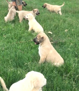 Kangal (similar to Anatolian Shepherd) puppies for sale