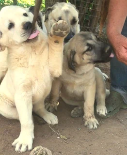 Kangal (similar to Anatolian Shepherd) puppies for sale