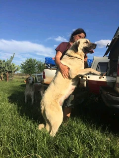 Kangal (similar to Anatolian Shepherd) puppies for sale
