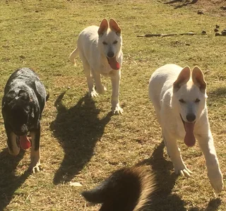 Olderhill GSD (German Shepherd Dog) white and black and tan puppies