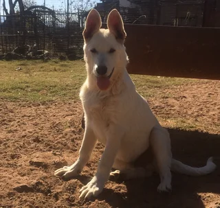 Olderhill GSD (German Shepherd Dog) white and black and tan puppies