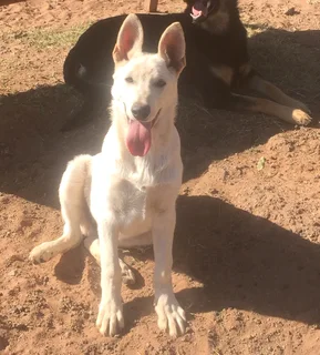 Olderhill GSD (German Shepherd Dog) white and black and tan puppies