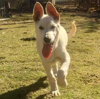 White (Swiss) German Shepherd Dog puppies