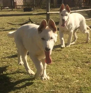 White (Swiss) German Shepherd Dog puppies