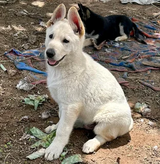White (Swiss) German Shepherd Dog puppies