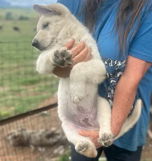 White (Swiss) German Shepherd Dog puppies