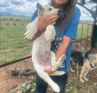 White (Swiss) German Shepherd Dog puppies