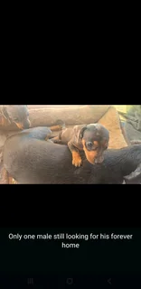 Miniature Duchshund Puppies