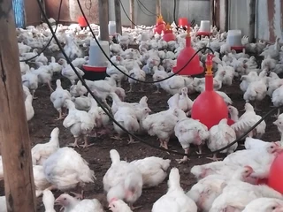 Farm Manager Available