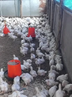 Farm Manager Available