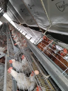 Farm Manager Available