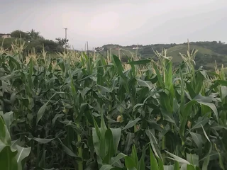 Farm Manager Available