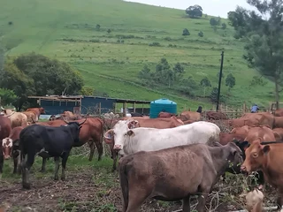 Farm Manager Available