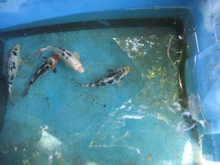 Quality Koi fish 15 to 30cm