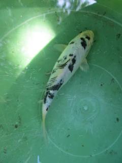 Quality Koi fish 15 to 30cm