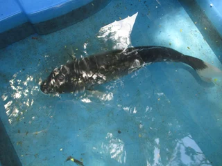 Quality Koi fish 15 to 30cm