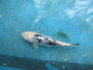 Quality Koi fish 15 to 30cm