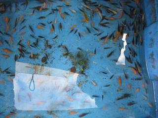 100 small Koi fish