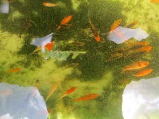 Young  Koi  from Japanese breeding stock app.   (Sizes 5 to 10cm)