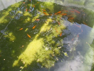 Young  Koi  from Japanese breeding stock app.   (Sizes 5 to 10cm)