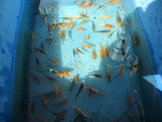 Young  Koi  from Japanese breeding stock app.   (Sizes 5 to 10cm)