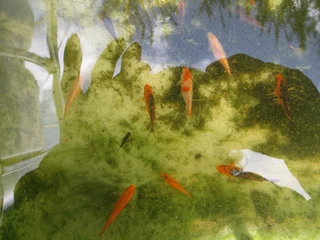 Young  Koi  from Japanese breeding stock app.   (Sizes 5 to 10cm)