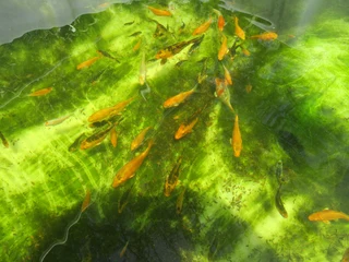 Young  Koi  from Japanese breeding stock app.   (Sizes 5 to 10cm)