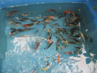 NEW Koi Fish - Nov. 2025