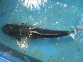 Breeding Koi fish male +30 cm