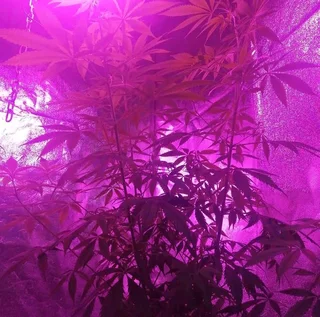 Hydroshoot HS120 Grow Tent + 2 LED Lights – R1,800 (Durban)