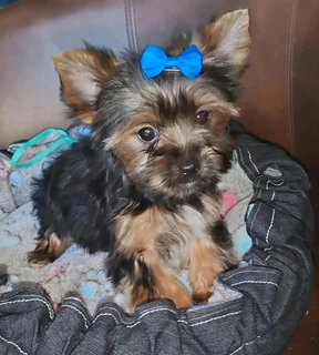 Yorkie Male