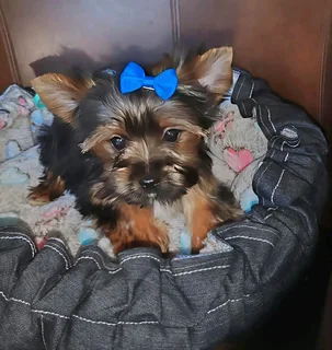 Yorkie Male