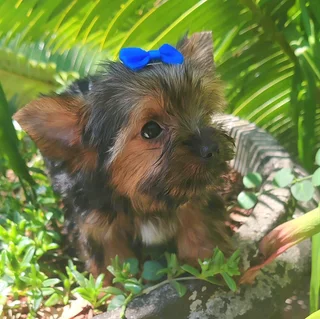 Yorkie Male