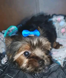 Yorkie Male