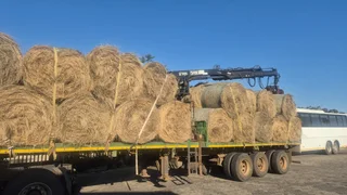 Eragrostis rolls