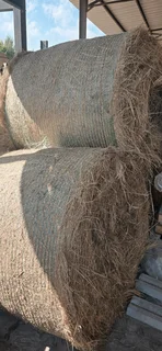 Eragrostis rolls