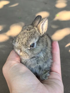 Dwarf Rabbits