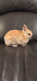 Dwarf Rabbit