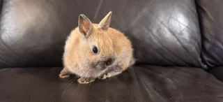 Dwarf Rabbit