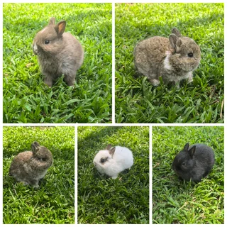 Dwarf Rabbits