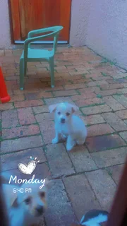 Puppies for sale in horison park