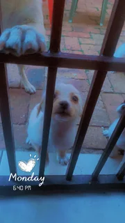 Puppies for sale in horison park