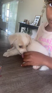 Puppies for sale in horison park