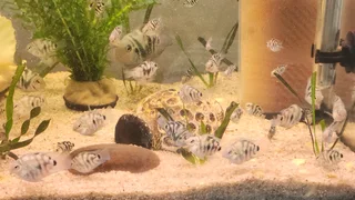 Polar Blue Parrot Convicts