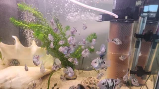 Polar Blue Parrot Convicts