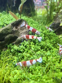 Crystal Red Shrimp