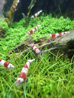 Crystal Red Shrimp
